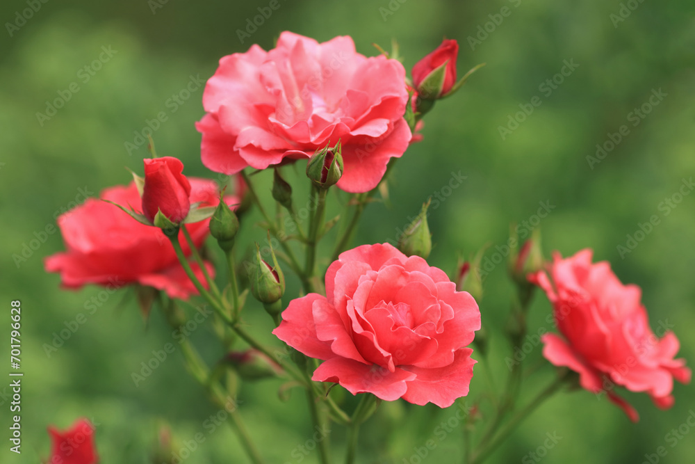 Pink Rose Blooming in Garden. Rose on green background. Nature background. Love  concept. Close up of blooming beautiful soft pink Roses. Summer flowers. Valentine's Day. Happy birthday.
