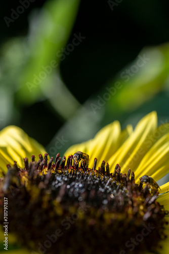 Bee getting nectar out of the sunflower