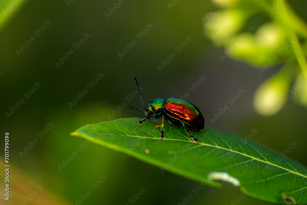 Naklejka premium fluorescent beetle on a leaf