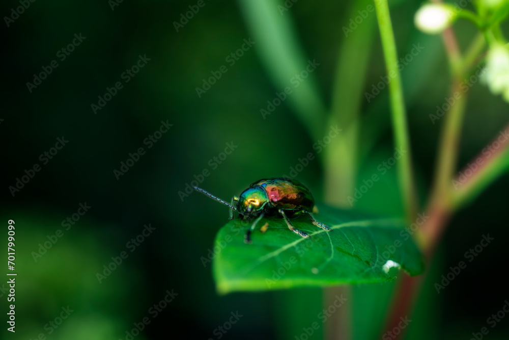 Fototapeta premium fluorescent beetle on a leaf crawling