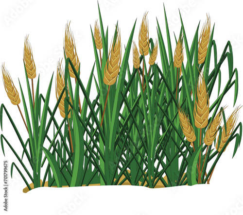 Vector illustration showing wheat plants in a field
