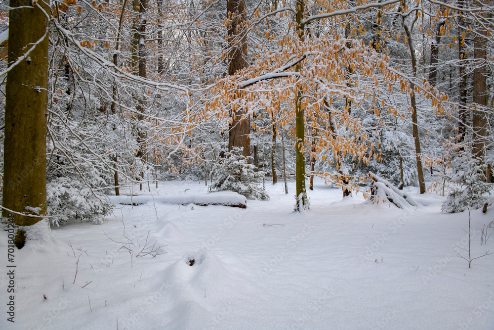 Fototapeta premium Winter trail through the snow