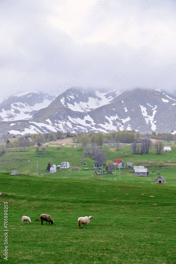 Sheep walk through a green pasture near a village in a valley of snowy mountains