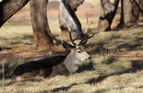 Fototapeta Naklejka Na Ścianę i Meble -  Mule Deer Buck in Capitol Reef National Park Utah 