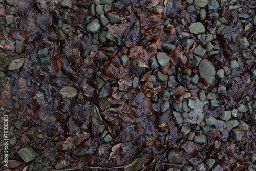 Kamienie na drodze i liście z drzew  © kudlacz1984