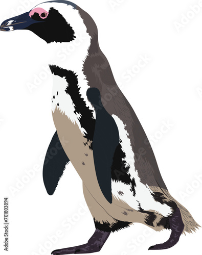 African Penguin