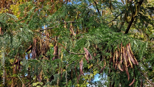Tree branches with seed pods of honey locust or Gleditsia triacanthos, also known as the thorny locust.