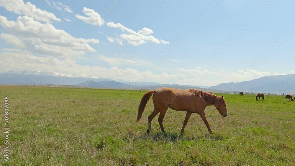 A beautiful brown horse grazes on a sunny meadow in a field along with a herd of horses. Purebred mare on pasture in summer. A herd of horses graze on a green meadow. A beautiful brown horse grazes on a sunny meadow in a field along with a herd of horses. Purebred mare on pasture in summer. A herd of horses graze on a green meadow.