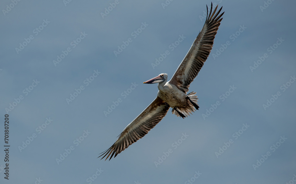 Pelecanus philippensis is a very large water bird species from the pelicans family. It spends its breeding season in southern Asia, from southern Pakistan through India to Indonesia. Pelecanus philippensis is a very large water bird species from the pelicans family. It spends its breeding season in southern Asia, from southern Pakistan through India to Indonesia.