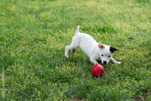 Jack Russell Terrier puppy running, playing and posing during spring in a meadow
