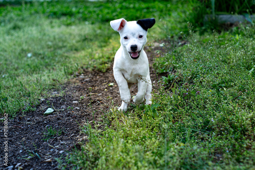 Jack Russell Terrier puppy running, playing and posing during spring in a meadow
