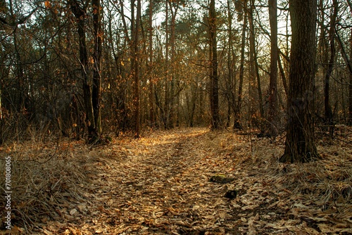 forest in northern Italy during winter with the sun setting in the distance among the trees