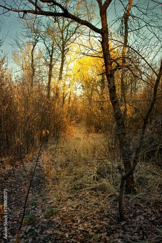 forest in northern Italy during winter with the sun setting in the distance among the trees