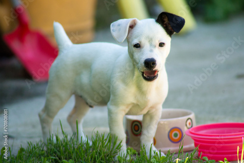 Jack Russell Terrier puppy running, playing and posing during spring in a meadow