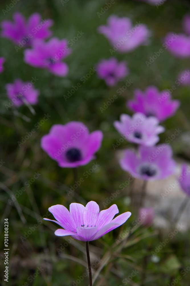 Flowering wild anemones at spring. Flowering wild anemones at spring.