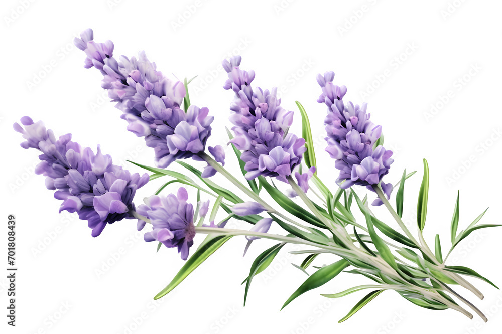 Watercolor bouquet of lavender flowers on PNG background