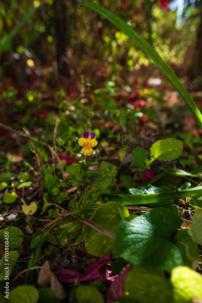 Viola tricolor on natural background