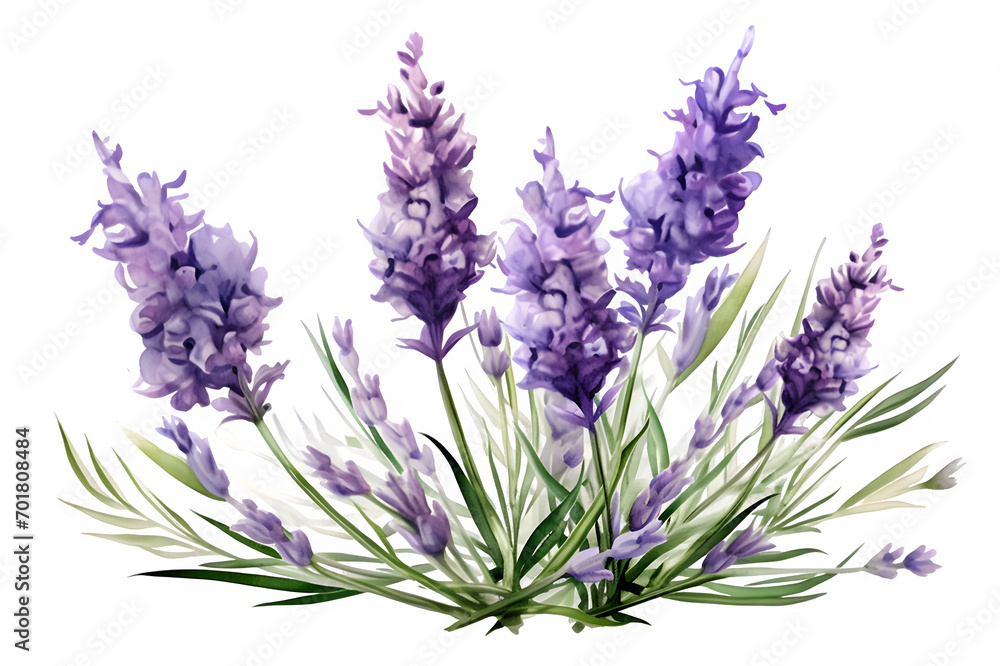 Obraz premium Watercolor bouquet of lavender flowers on PNG background