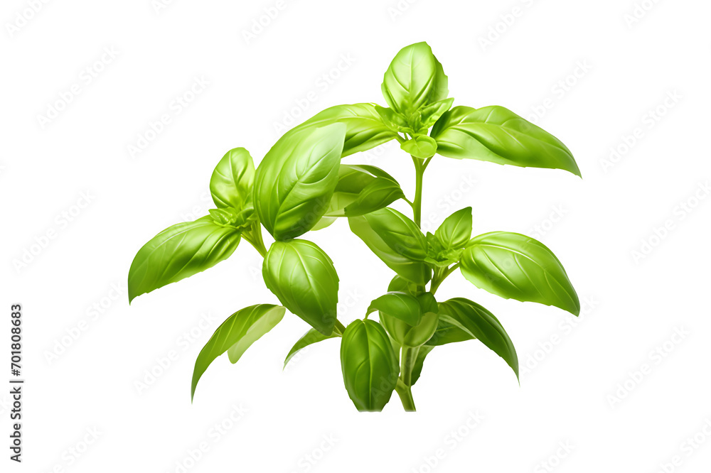 Basil sprig isolated on PNG background