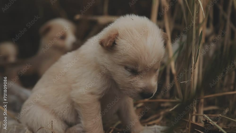 Funny smiling puppies playing outdoors on a green summer meadow. Happy pets enjoying their life. Small cute dogs background with space for your text or design Funny smiling puppies playing outdoors on a green summer meadow. Happy pets enjoying their life. Small cute dogs background with space for your text or design