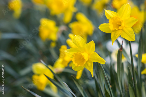 the daffodil, Narcissus pseudonarcissus, yellow narcissus flowers