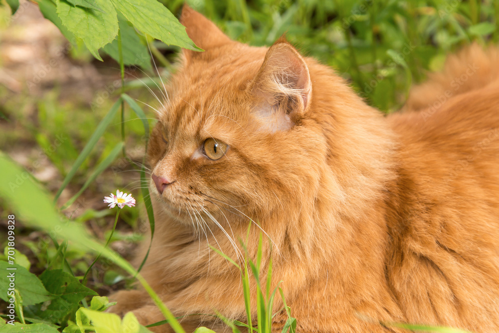 Beautiful maine coon young fluffy red orange cat portrait in profile sniffs a flower in green grass outdoors in garden in nature close up