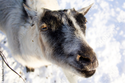 Obraz na płótnie Close up of a white goat on the snow w salonie