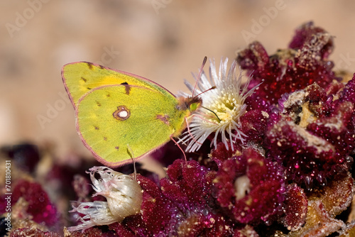 Postillon (Colias croceus) Schmetterling auf blühendem Eiskraut (Mesembryanthemum crystallinum) in Fuerteventura, Kanarische Inseln photo