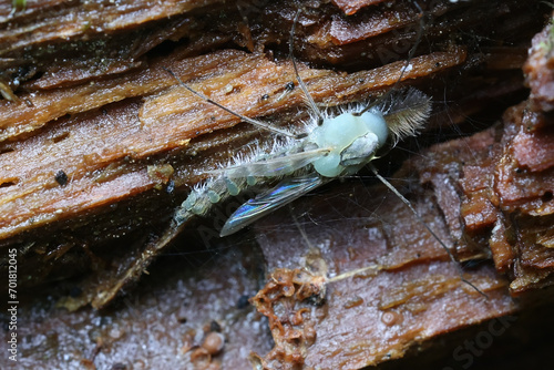 Lake fly infected by insect-killing fungus,  Erynia curvispora photo