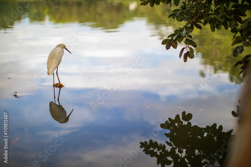 white heron reflected on a lake
