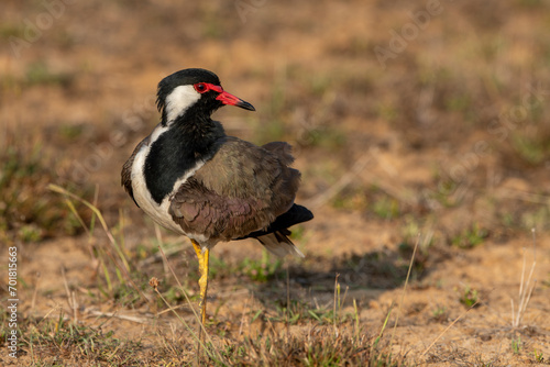 Red-throated plover, Red-crested plover (Hoplopterus indicus, Vanellus indicus), standing on the ground © mylasa