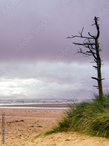 Lone dead tree on sandy beach in Wales
