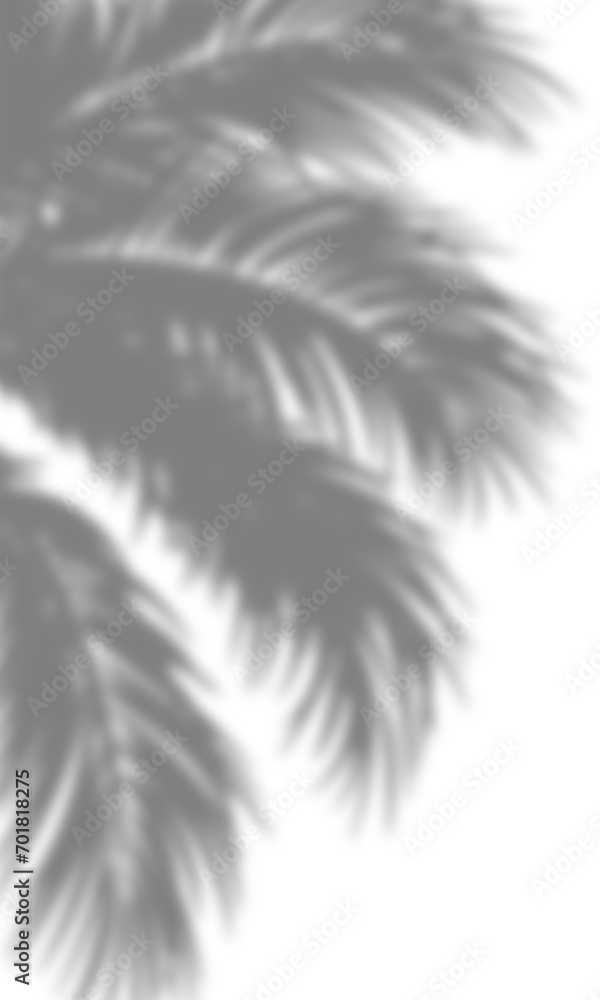 Obraz premium Plant shadow