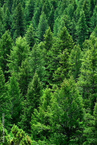 Lush Green Pine Forest Forrest Environment Preservation