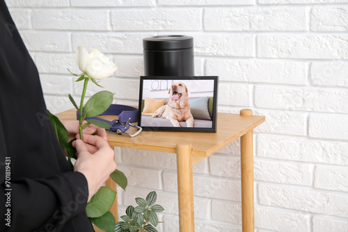 Woman holding rose flower, frame with picture of dog, collar and mortuary urn on table near white brick wall. Pet funeral