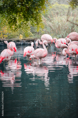 flamingos in the water