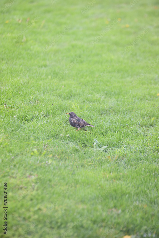Sturnus vulgaris -Star Sturnus vulgaris -Star