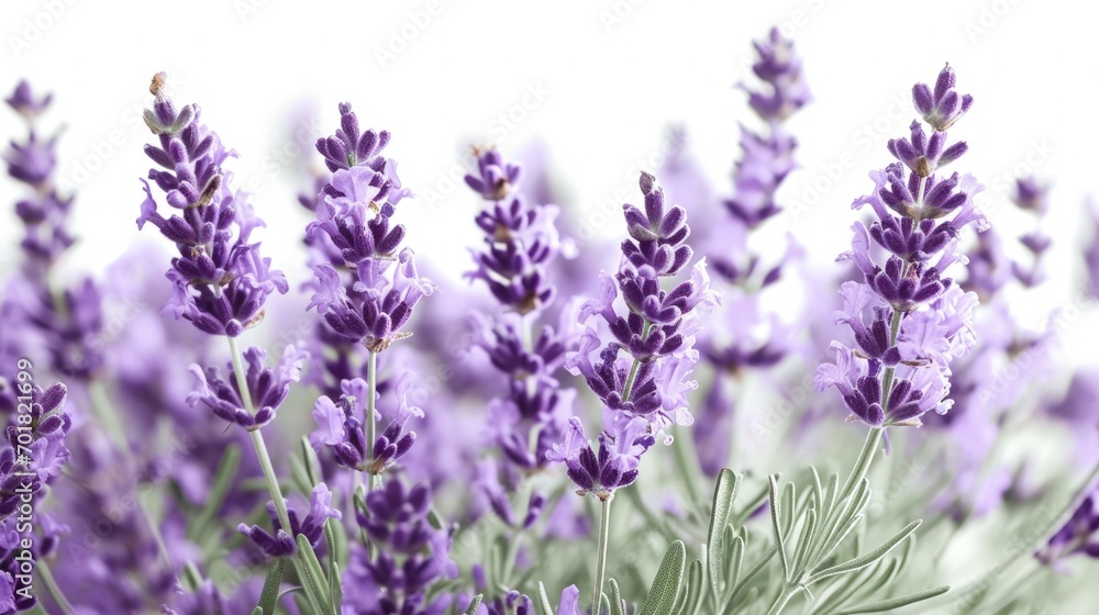 A Field of Lavender