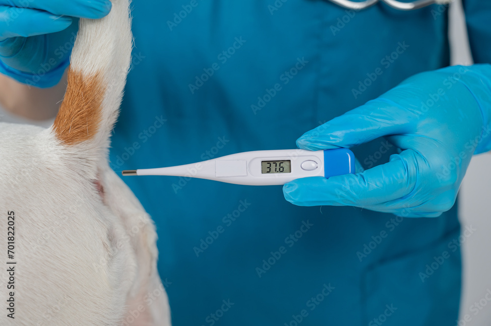 A veterinarian measures a dog's temperature rectally with an electronic