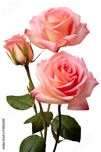 closeup macro view of A collection two, three Rose flowers isolated on white background PNG