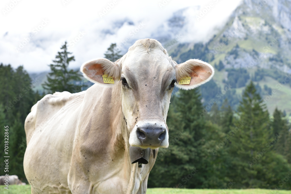 Kuh auf der Wiese vor Bergen