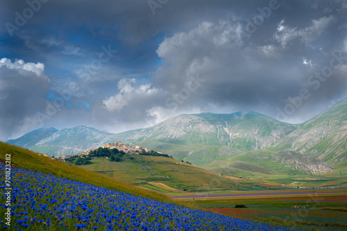 Castelluccio of Norcia blooming. Monti Sibillini National Park, Perugia district, Umbria, Italy, Europe. photo