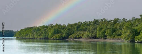 The Mangroves of Sundarbans., The largest mangrove forest in the world. 
