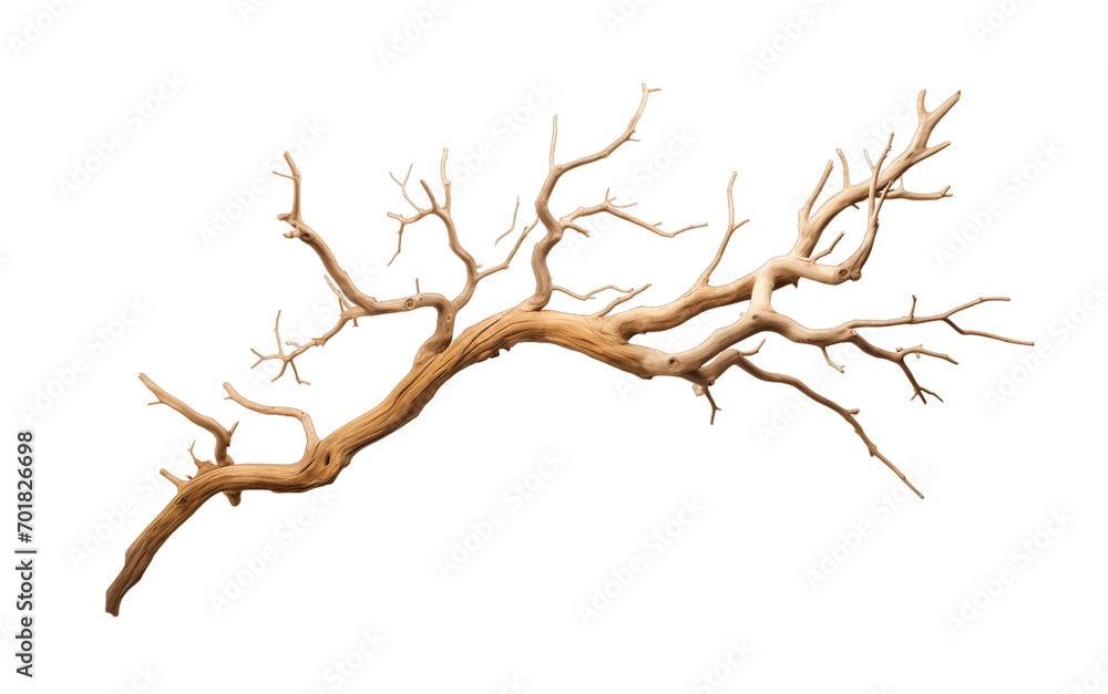 Dry tree branch isolated on transparent background. PNG file, cut out Dry tree branch isolated on transparent background. PNG file, cut out