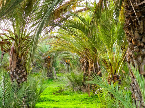Date palm forest in Cyprus. Tropical nature.