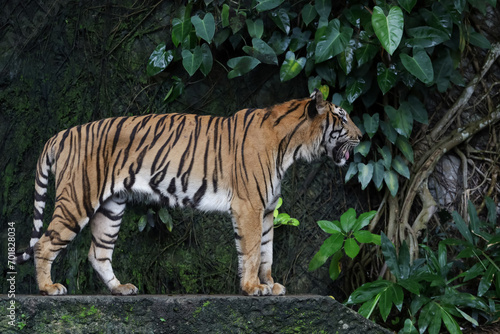 Close up Indochinese tiger is beautiful animal and dangerous in forest