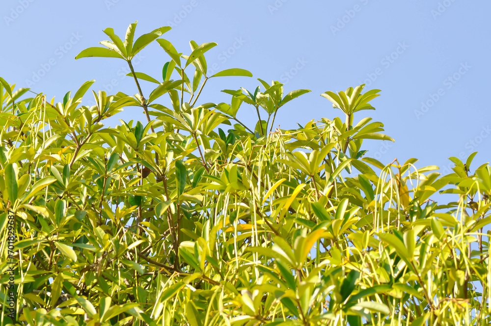 Dita, Devil Tree or Alstonia scholaris or White Cheesewood or Devil Bark or Dita Bark or Black Board Tree and seed in sky background Dita, Devil Tree or Alstonia scholaris or White Cheesewood or Devil Bark or Dita Bark or Black Board Tree and seed in sky background