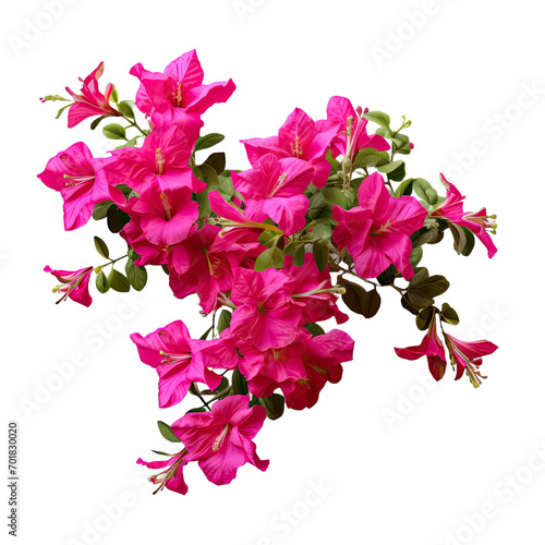Bush flower of bougainvillea isolated on transparent background