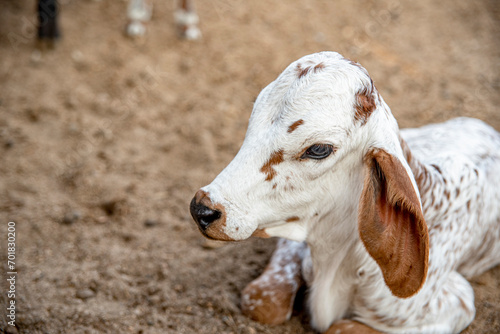 BEZERRO DA RACA GIR LEITEIRO  DEITADO