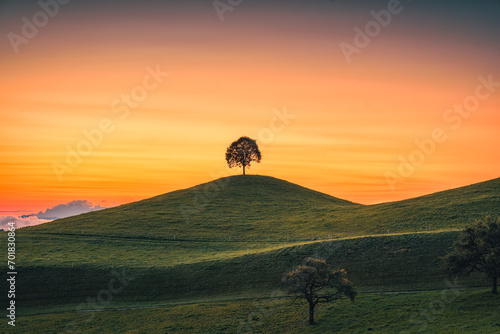 Scenic of sunrise over lonely tree on hill in rural scene